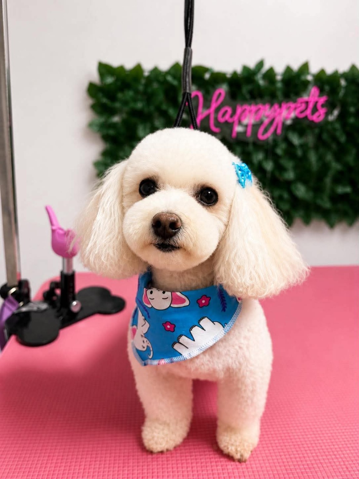 Freshly groomed dog at Happy Pets E.S.